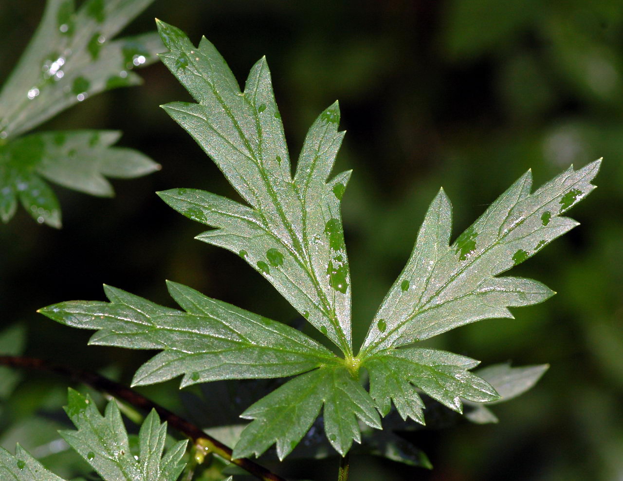 monkshood, wolf's bane, leopard's bane, women's bane, Devil's helmet , blue rocket , تاج الملوک
